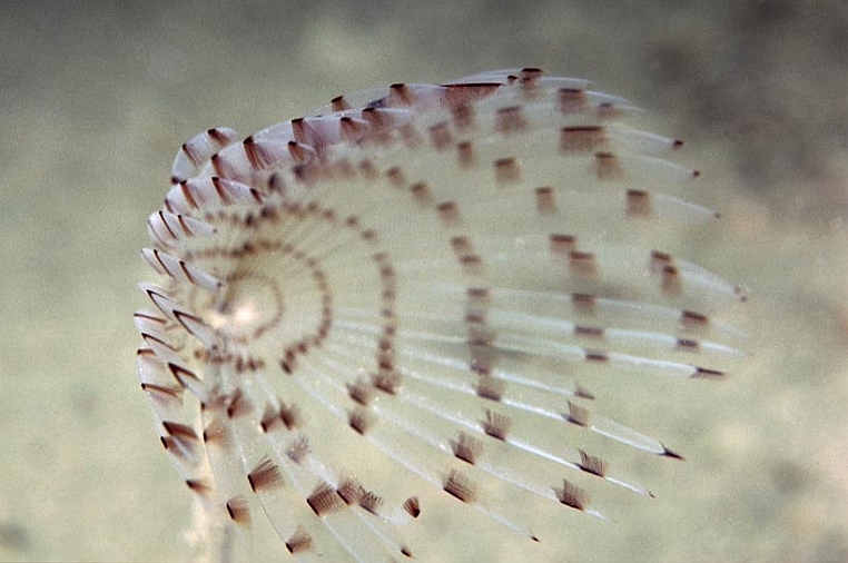 30 pifferaio.jpg - che ha la corona branchiale singola e segue la corrente per flitrare l'acqua e...